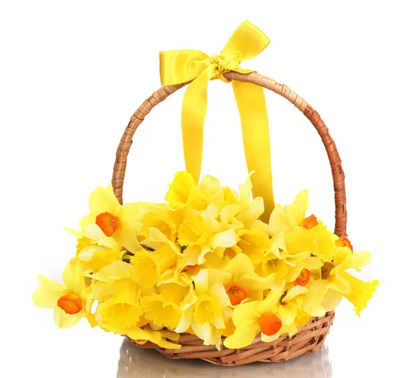 Hermosos narcisos amarillos en cesta con lazo aislado sobre blanco —  Fotos de Stock