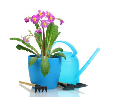 Beautiful purple primrose in a flowerpot, garden tools and watering can isolated on white clipart