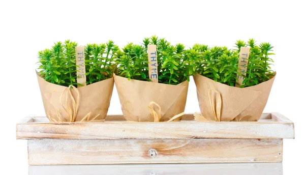 Plantes d'herbes de thym dans des pots avec une belle décoration en papier sur support en bois isolé sur blanc — Photo