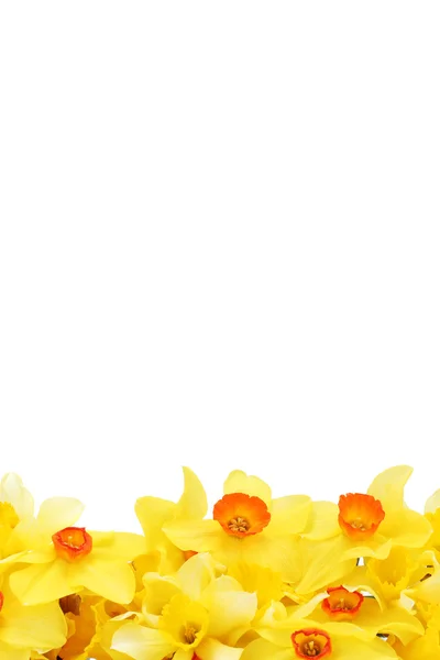 Beautiful yellow daffodils isolated on white — Stock Photo, Image