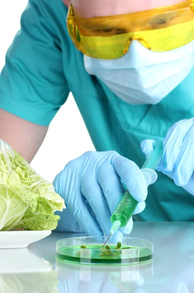 Scientist injecting GMO into the cabbage — Stock Photo, Image