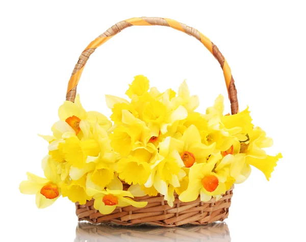 Hermosos narcisos amarillos en cesta aislada en blanco —  Fotos de Stock