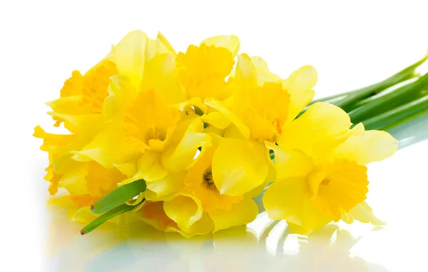 Hermosos narcisos amarillos aislados en blanco — Foto de Stock