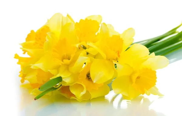 stock image Beautiful yellow daffodils isolated on white