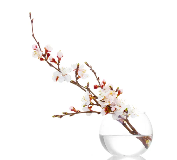 Vackra aprikos blossom i transparent vas isolerad på vit — Stockfoto