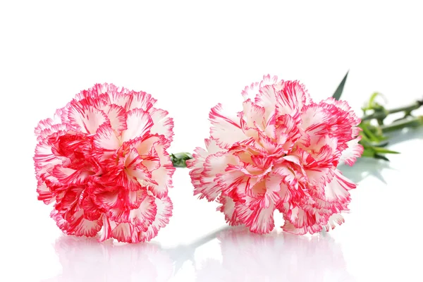 Two pink beautiful carnations isolated on white — Stock Photo, Image