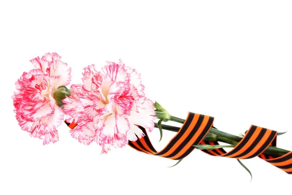 stock image Carnations and St. George's ribbon isolated on white