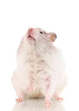 Cute hamster isolated white clipart