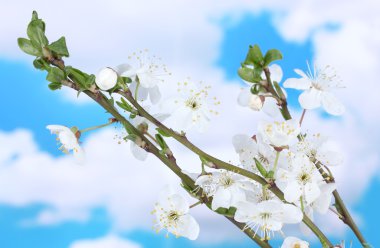 Beautiful cherry blossom on blue sky background clipart