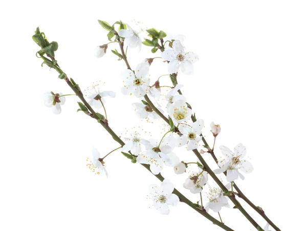 아름 다운 벚꽃 흰색 절연 — 스톡 사진