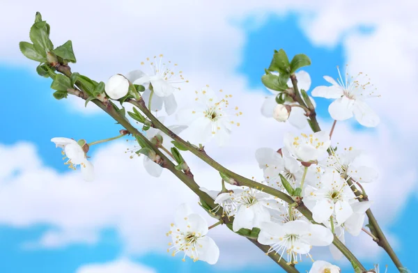 Hermosa flor de cerezo sobre fondo de cielo azul —  Fotos de Stock