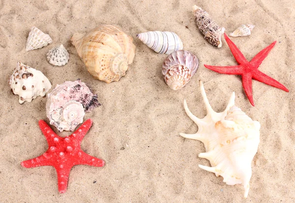 Mušle a starfishes na písku — Stock fotografie