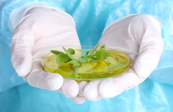Genetiskt modifierad växt i petriskål — Stockfoto