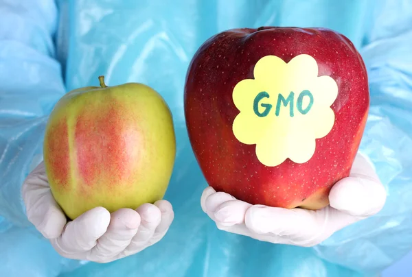 Genetiği değiştirilmiş bir elma bir bilim adamı tutar — Stok fotoğraf