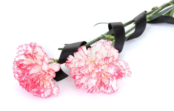 stock image Carnations and black ribbon isolated on white