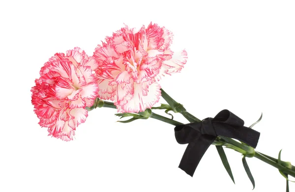 Carnations and black ribbon isolated on white — Stock Photo, Image