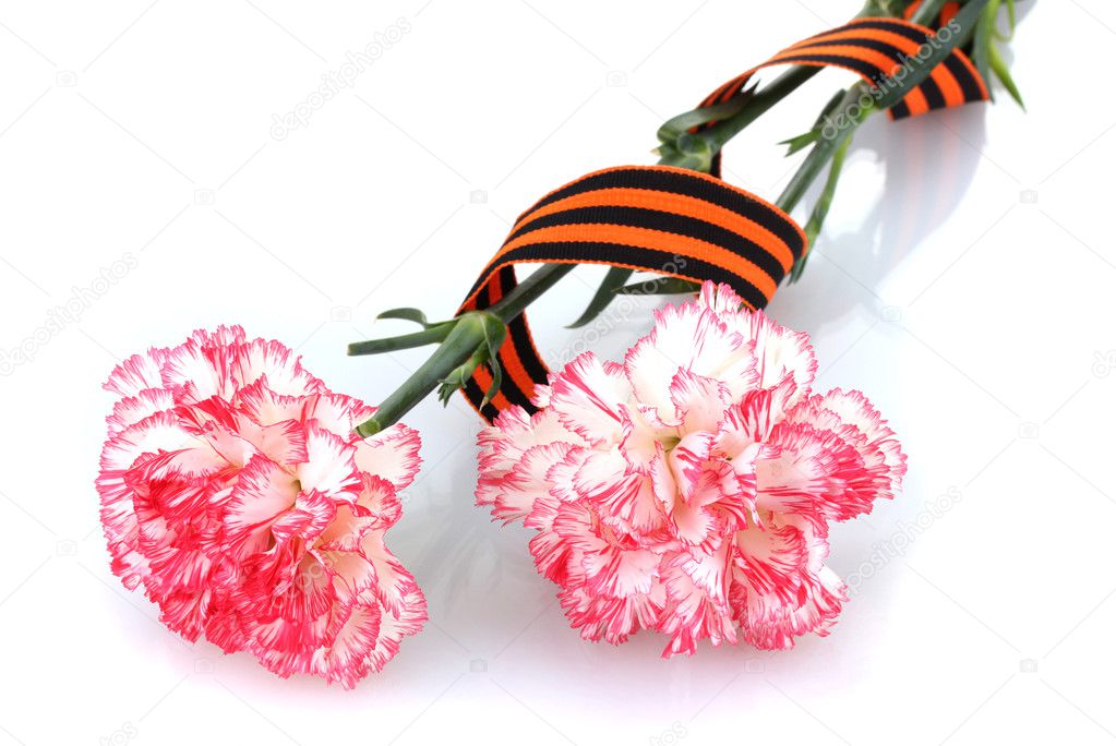 Carnations and St. George's ribbon isolated on white