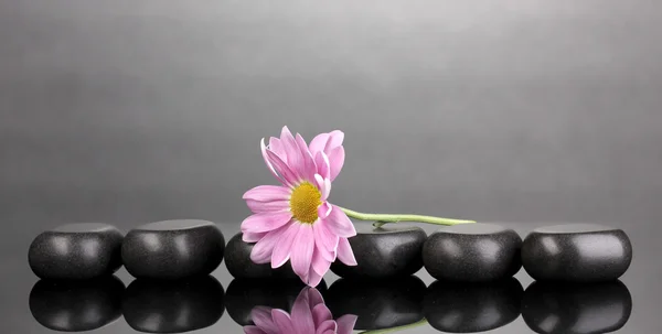 Pedras de spa e flor no fundo cinza — Fotografia de Stock