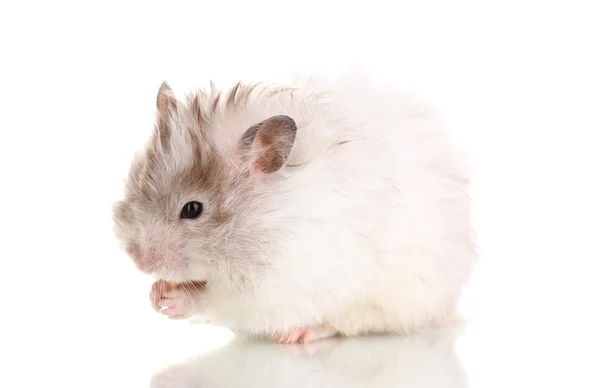 Mignon hamster manger du fromage isolé blanc — Photo