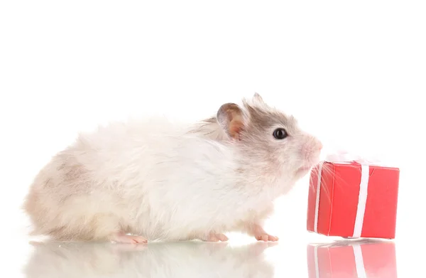 Cute hamster and gift box isolated white — Stock Photo, Image