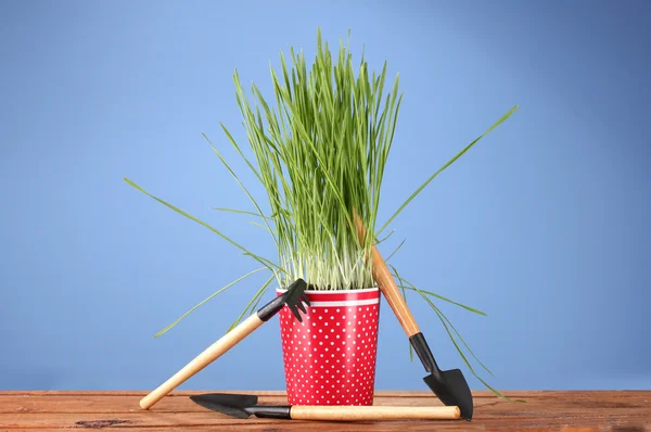 Green grass in a flowerpot on blue background — Stock Photo, Image