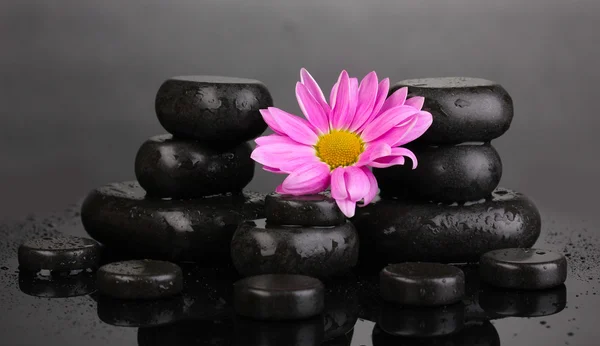 Wellness kameny a květiny s kapky vody na šedém pozadí — Stock fotografie