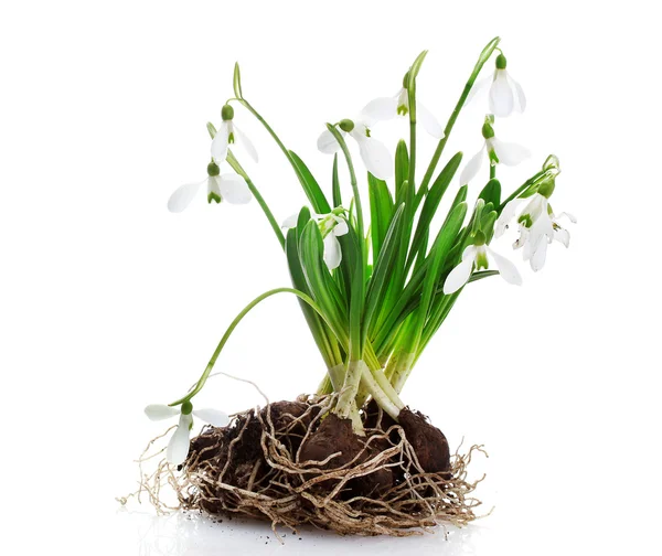 Snowdrops with roots and soil isolated on white — Stok fotoğraf