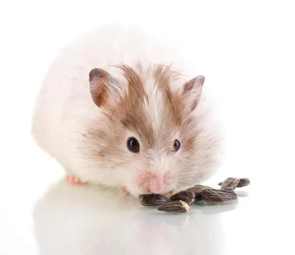 Söt hamster äter solrosfrön isolerade vit — Stockfoto