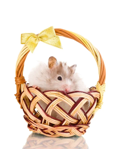 Söt hamster i korg isolerade vit — Stockfoto
