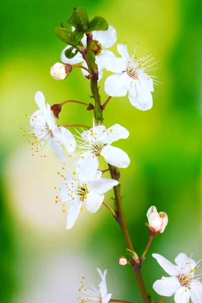 Belle fleur de cerisier sur fond vert — Photo