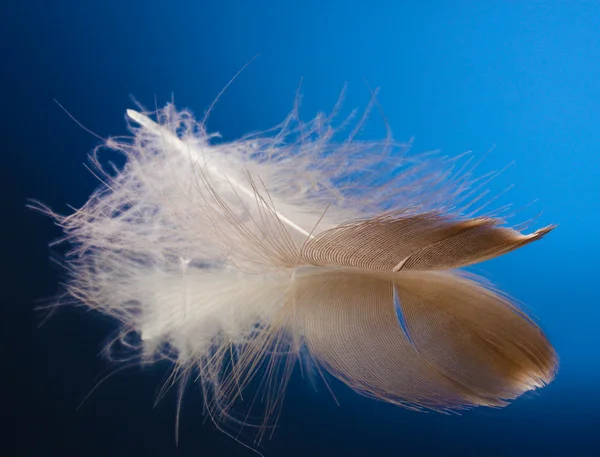 Hermosa pluma sobre fondo azul — Foto de Stock