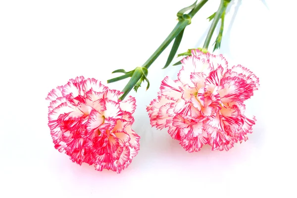 Twee roze mooie anjers geïsoleerd op wit — Stockfoto