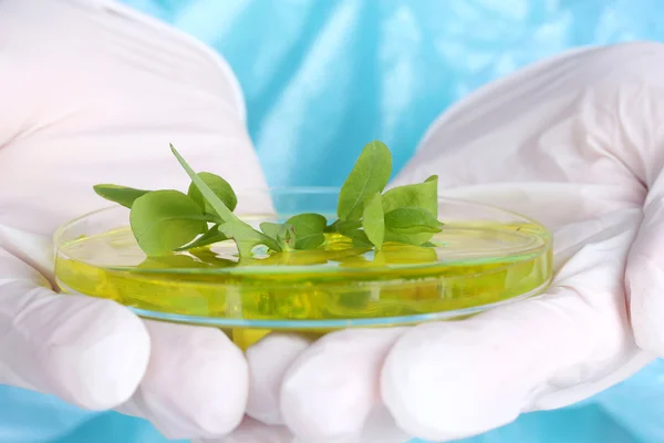 Petri kabında genetiği değiştirilmiş bitki — Stok fotoğraf