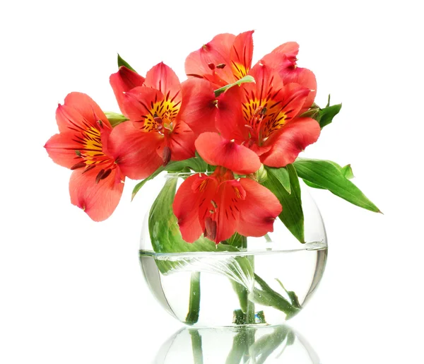 Alstroemeria red flowers in vase isolated on white Stock Photo