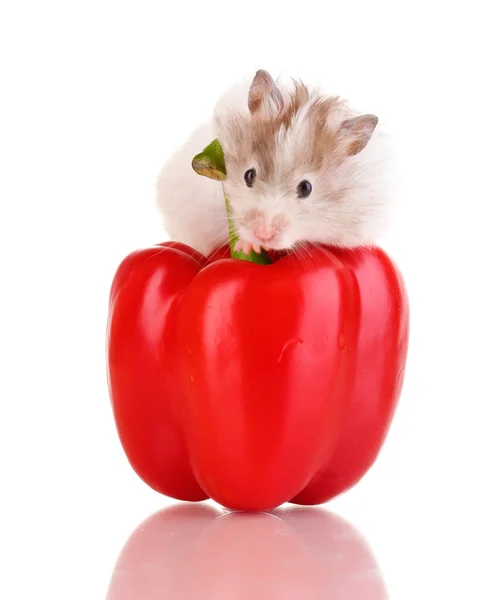 Cute hamster and pepper salad isolated white Stock Image