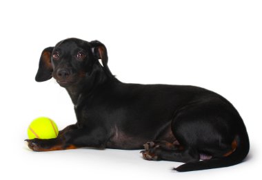 siyah küçük daksund köpek ve üzerinde beyaz izole topu