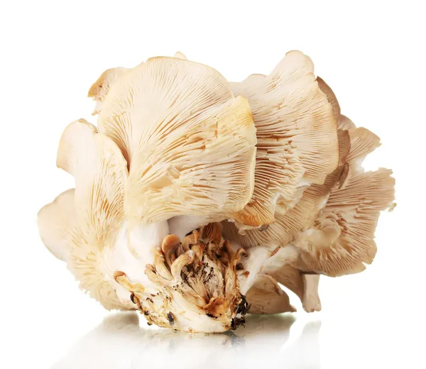 Cogumelos ostra isolados em branco — Fotografia de Stock