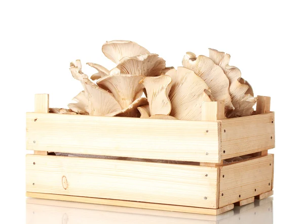 Funghi ostrica in scatola di legno isolato su bianco — Foto Stock
