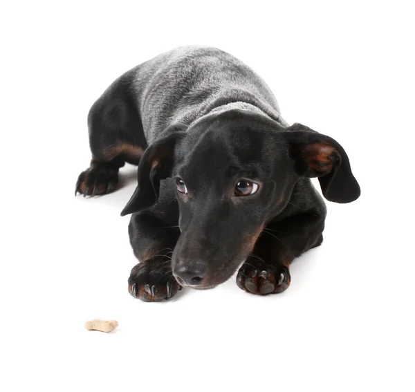 Beyaz izole siyah küçük dachshund köpek — Stok fotoğraf