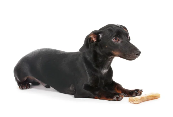 黑色的小小的腊肠狗的狗和骨上白色隔离 — 图库照片