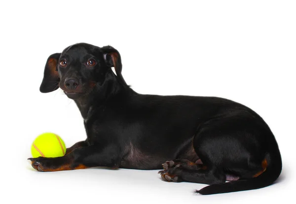Black little dachshund dog and ball isolated on white — Stock Photo, Image