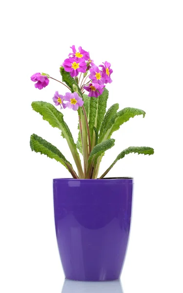 Bela prímula roxa em um vaso isolado em branco — Fotografia de Stock