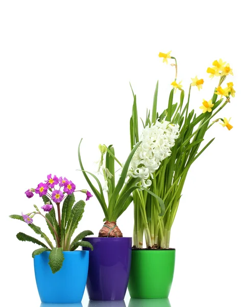 Beautiful spring flowers in pots isolated on white — Stock Photo, Image