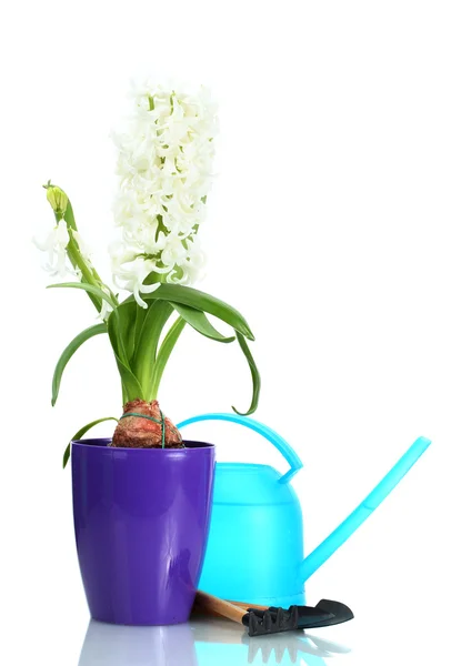 Красивый белый гиацинт в фиолетовый цветочный горшок, лейка и садовые инструменты изолированы на белом — стоковое фото