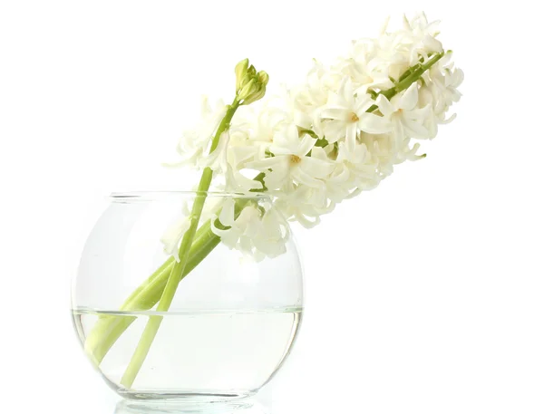 Belo jacinto branco em vaso transparente isolado em branco — Fotografia de Stock