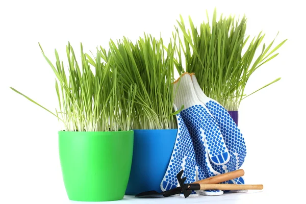 Belle herbe dans un pot de fleurs, outils de jardin et gants isolés sur blanc — Photo