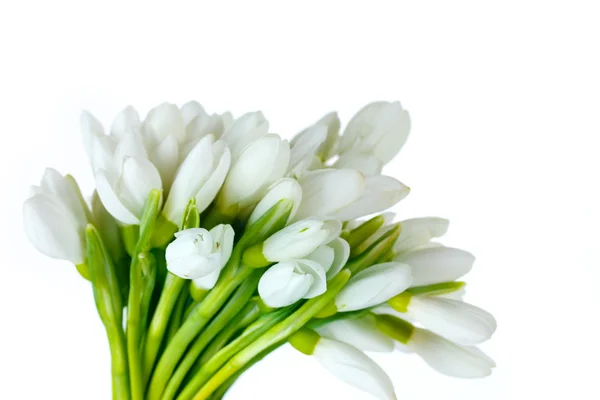 Beautiful snowdrops isolated on white — Stock Photo, Image