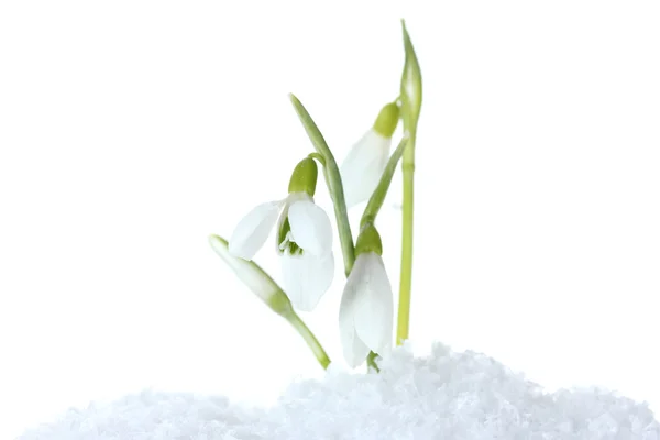 Красиві проліски в снігу ізольовані на білому — стокове фото