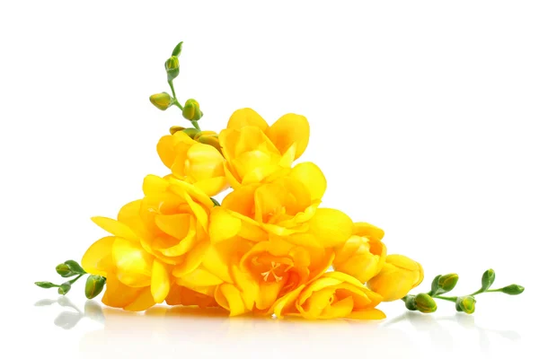 Vackra gula fresia isolerad på vit — Stockfoto
