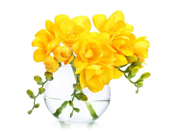 Az elszigetelt fehér váza szép sárga freesias — Stock Fotó
